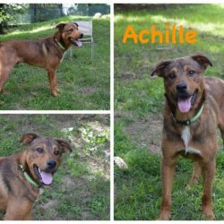 Achille