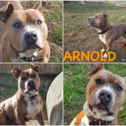 Arnold