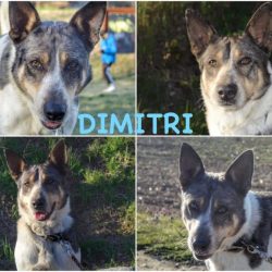 Dimitri