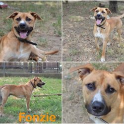 Fonzie