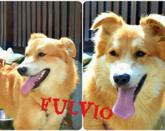 Fulvio