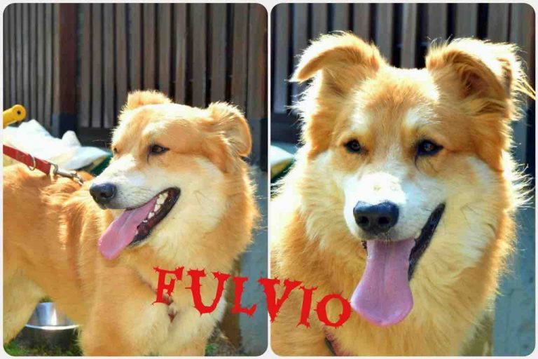 Fulvio