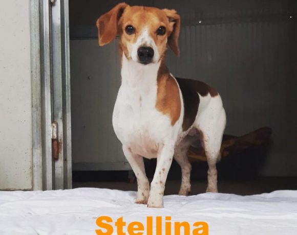 Stellina