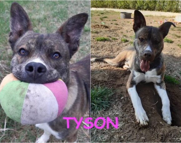 Tyson