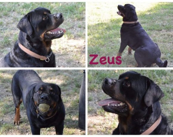 Zeus