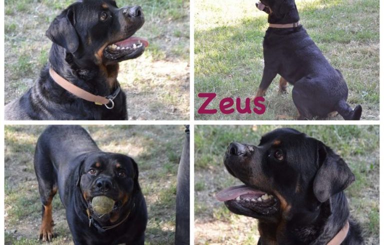 Zeus