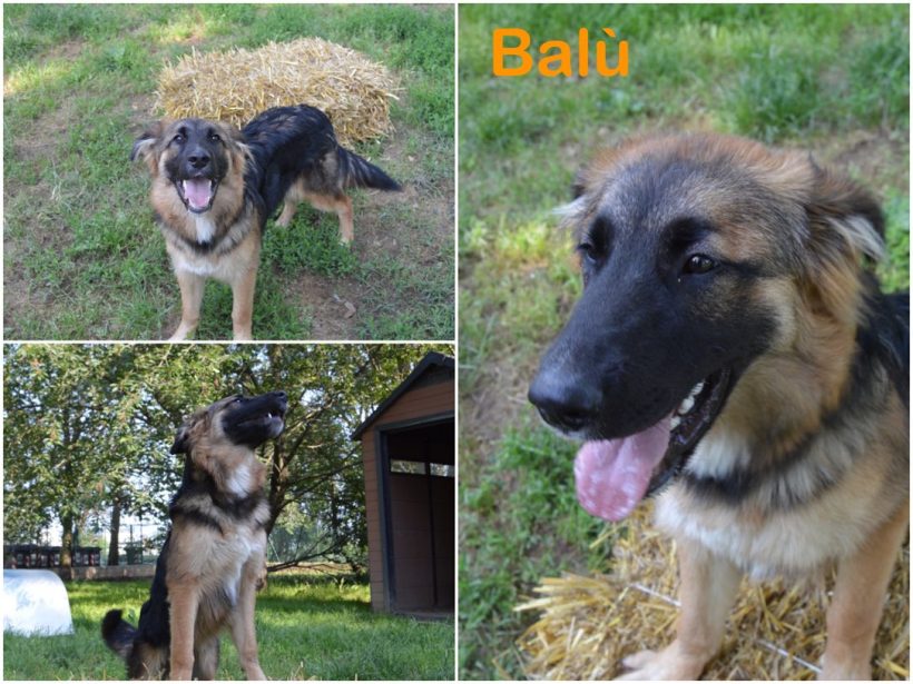 Balù