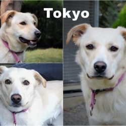 Tokyo