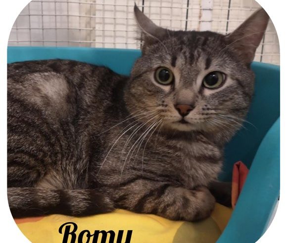 Romy