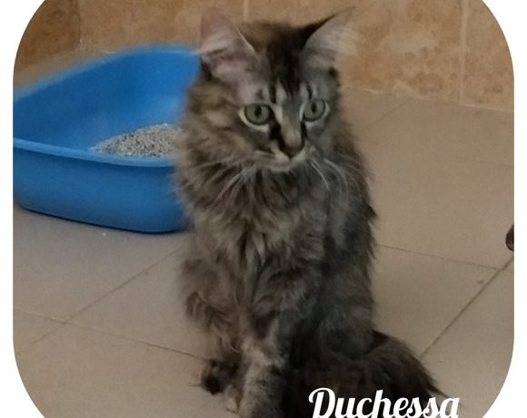 Duchessa