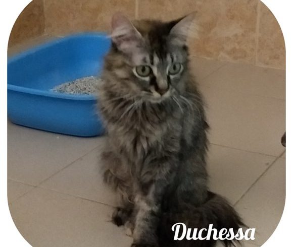 Duchessa