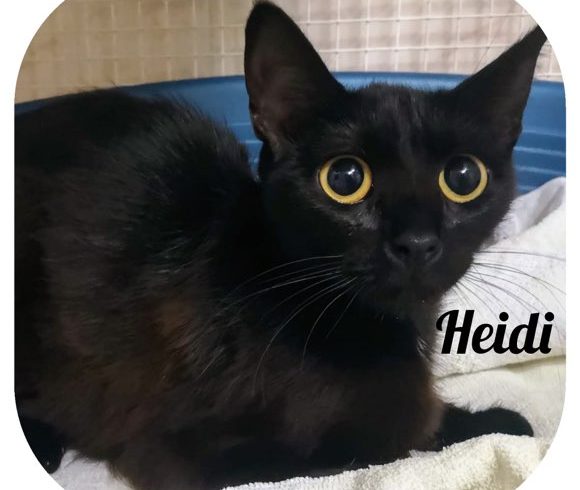 Heidi