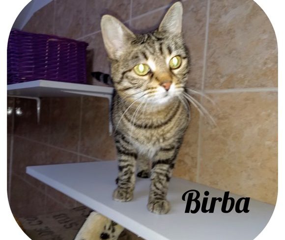 Birba