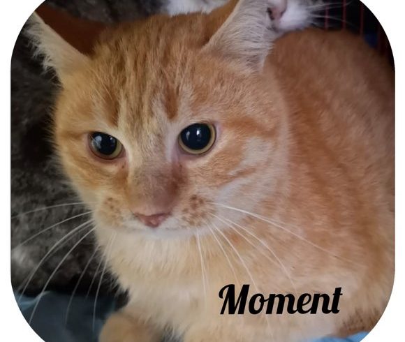 Moment