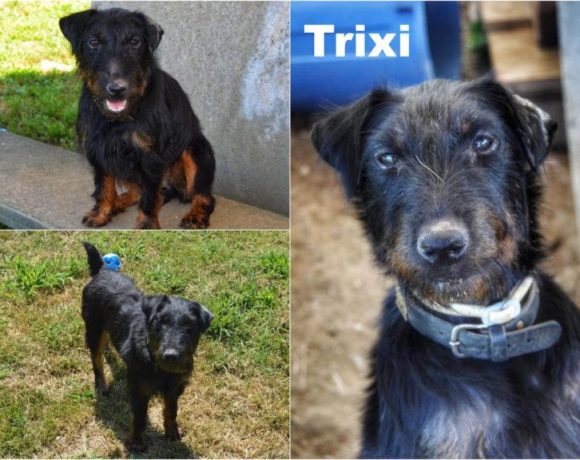 Trixi