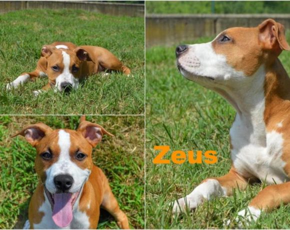 Zeus