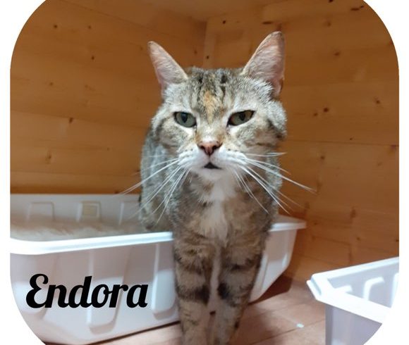 Endora