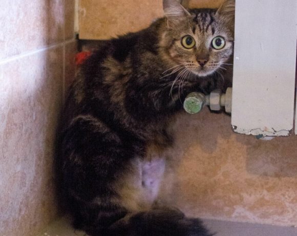 Isabel