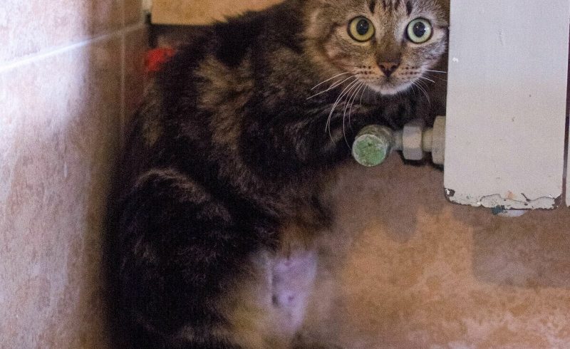 Isabel