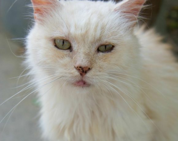 Persian