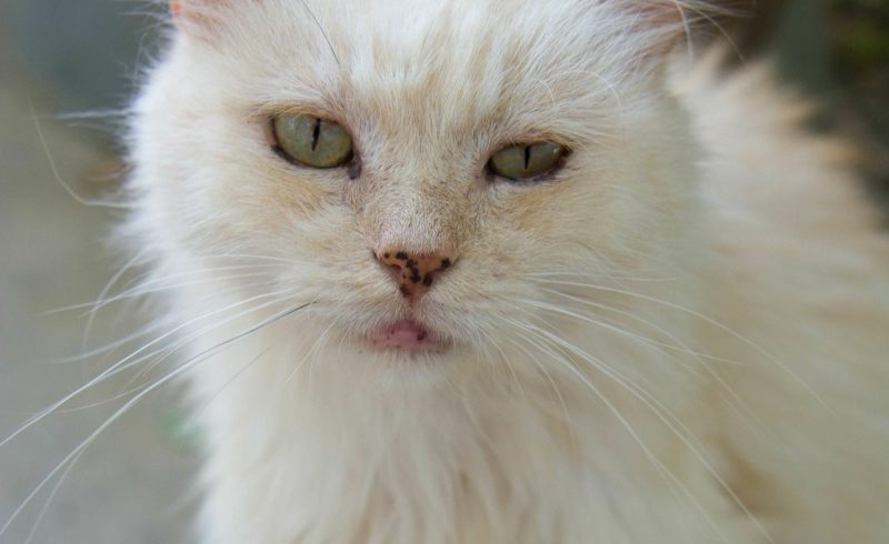 Persian