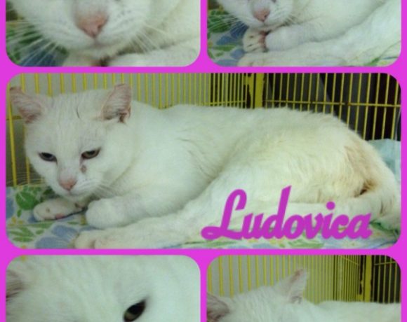 Ludovica