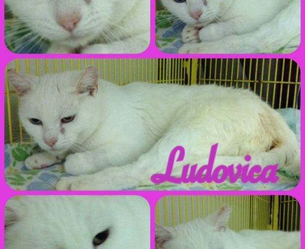 Ludovica