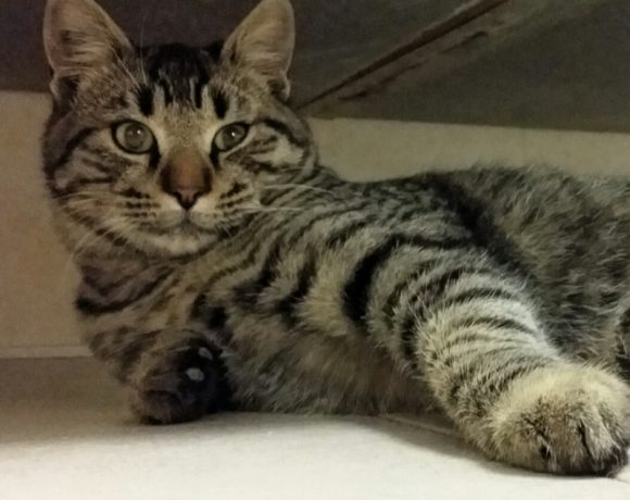 Ciccio