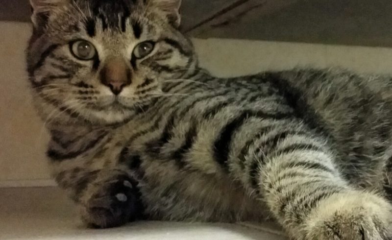 Ciccio