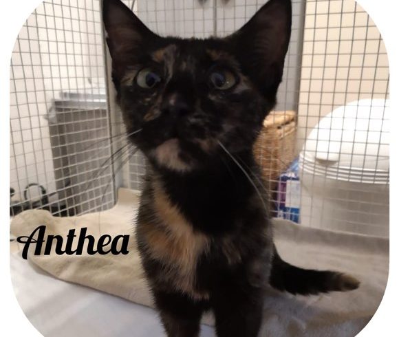 Anthea
