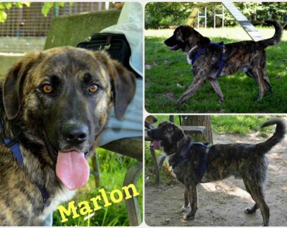 Marlon