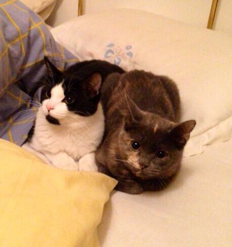 Lilu e Cocco