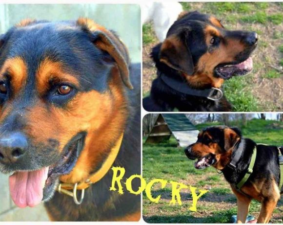 Rocky