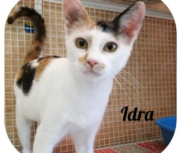 Idra