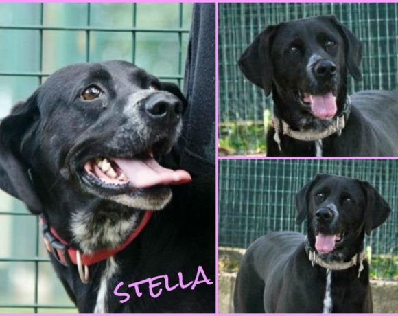 Stella