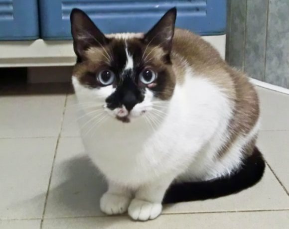 Liu