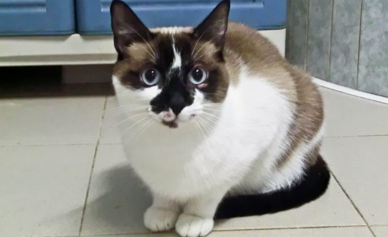 Liu