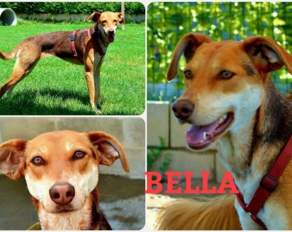 Bella