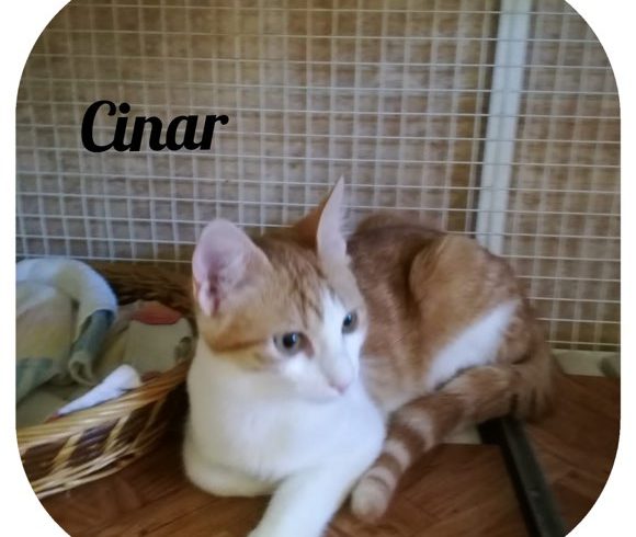 Cinar