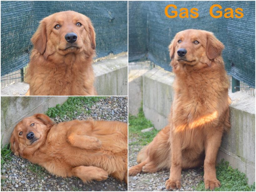 Gas Gas