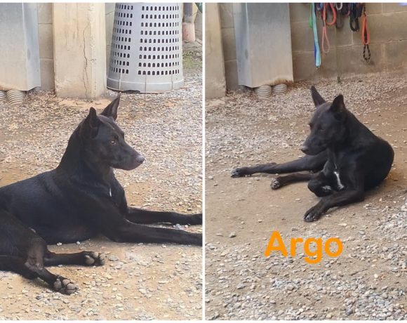 Argo