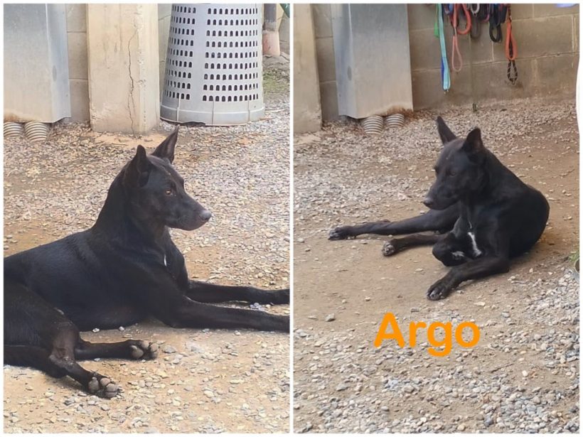 Argo