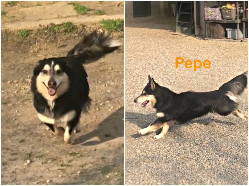 Pepe