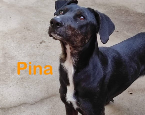 Pina