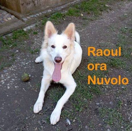 Raoul ora Nuvolo