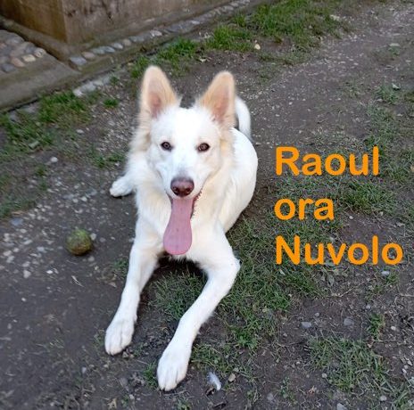 Raoul ora Nuvolo