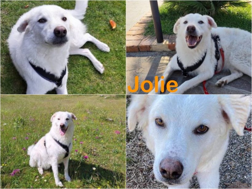 Jolie