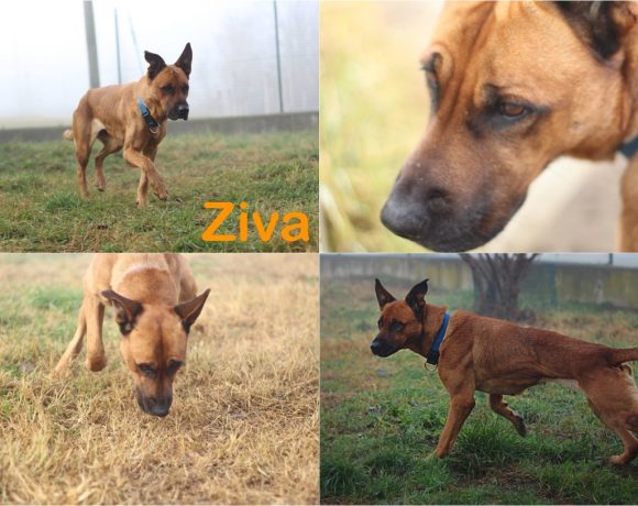 Ziva