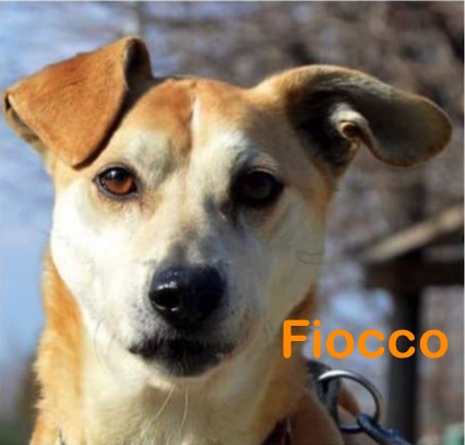 Fiocco