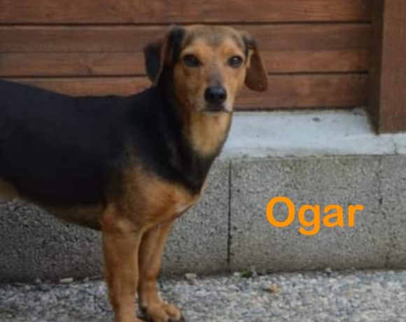 Ogar